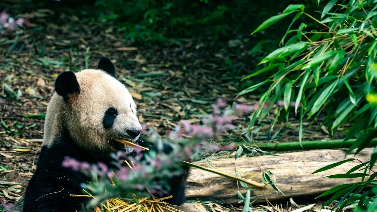 A giant panda eating bamboo in a forest habitat in Chengdu